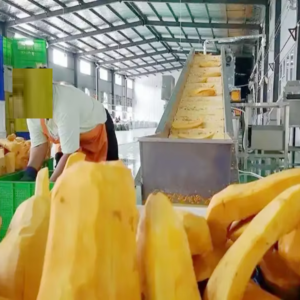 Ligne de production de poudre de citrouille