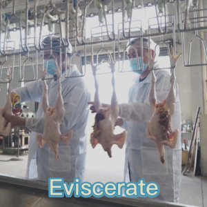 Chaîne d'abattage de poulets et de moutons