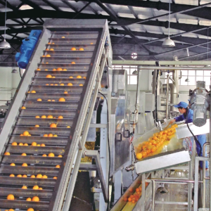 Ligne de transformation des agrumes citron orange