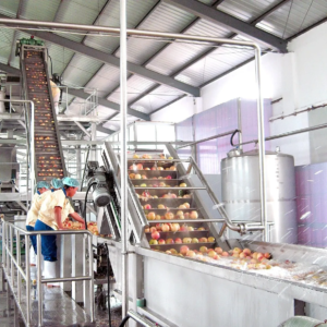 Ligne de transformation des pêches, abricots et prunes