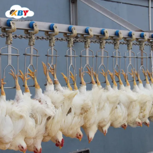 Chaîne d'abattage de poulets et de moutons