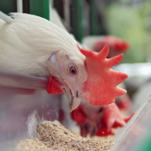 Production de granulés pour l'alimentation des poulets